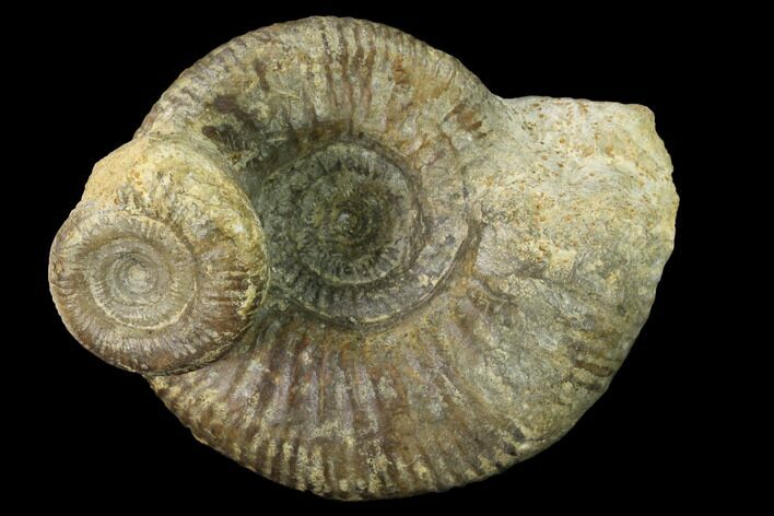 Two Bathonian Ammonite (Procerites) Fossils - France #152766